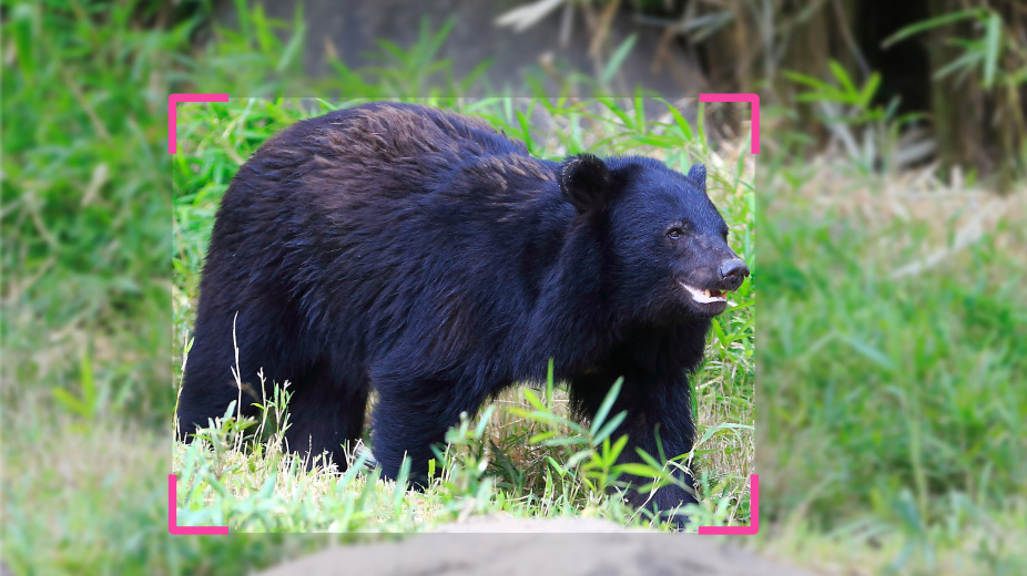 クマ出没をカメラで検知駆けつける前に映像で状況把握